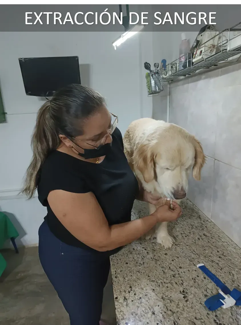 Consultas Médicas